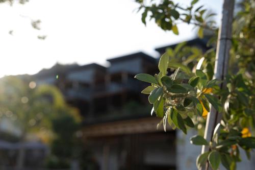 a tree with leaves with a train in the background at La Veranda Villas in Kumluca