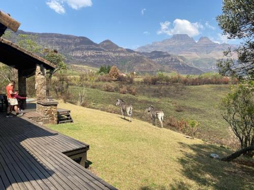 dos cebras caminando en un campo cerca de una casa en Chalet 20, Fernwood Estate, Drakensberg, en Mountain Herberg Hostel
