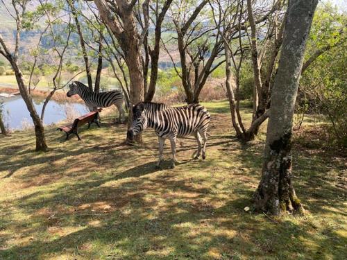 Animale la sau în apropiere de acest parc de vacanță