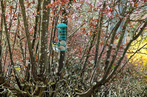 a blue bird feeder is attached to a tree at Au Grand Fête, B&B à la campagne in Le Fête