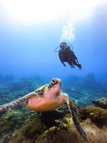 a turtle swimming in the ocean with a diver at Relax Chamber in Green Island