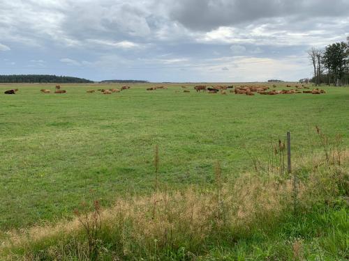 een kudde koeien die op een groot veld grazen bij 2 voksne + 2 børn in Læsø