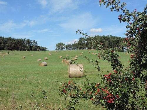a herd of sheep grazing in a field at Zeit für Erholung, Ferienhaus A&C Prudlo, Usedom in Lütow