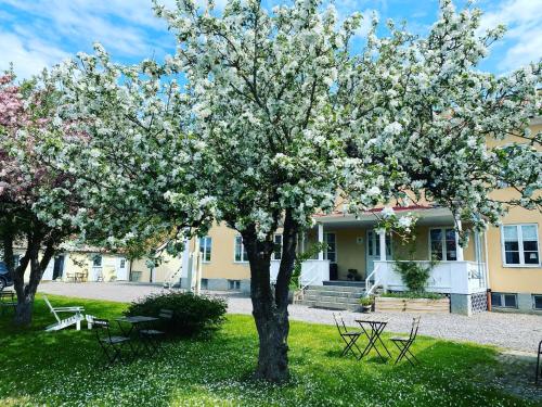 a magnolia tree in front of a building at Vadstena Vandrarhem-Hostel in Vadstena