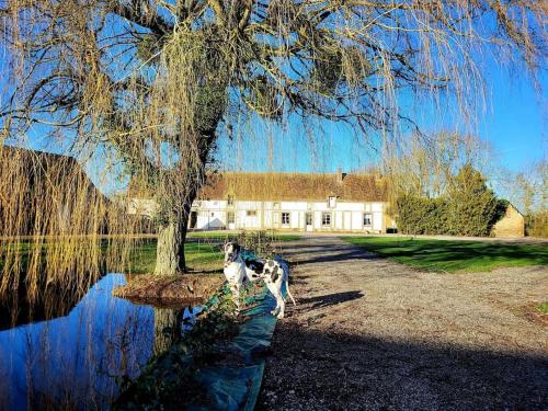 two dogs standing under a tree in front of a house at Gîte au Haras d'Agathe et ses princes in Les Barils