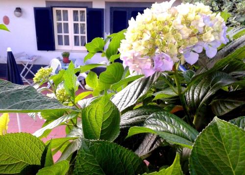 una planta con flores blancas y moradas frente a una casa en Appartement in Barano d Ischia mit schöner Terrasse, en Isquia