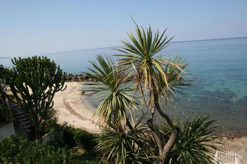 - une plage avec 2 palmiers et l'océan dans l'établissement Ferienwohnung für 6 Personen ca 100 qm in Pizzo, Kalabrien Provinz Vibo Valentia - b59724, à Pizzo