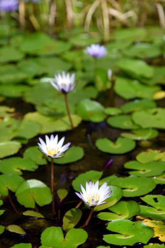 a group of purple and white flowers in a pond at Sun Moon Lake Bamboo Rock Garden in Yuchi