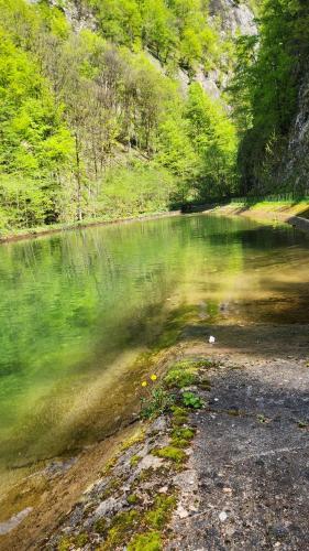 a body of water with trees next to it at Casa de vacanta Julius in Padis