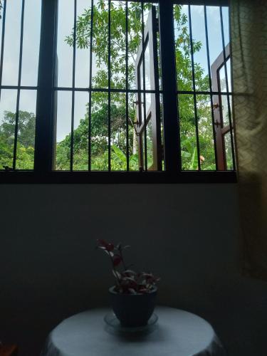 a potted plant sitting on a table in front of a window at Evi's Place in Galle