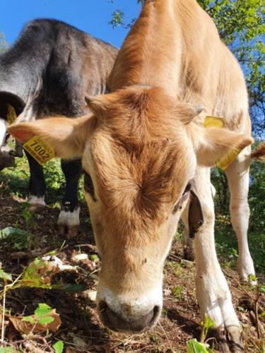 a brown cow is standing in a field at Agritur Calvola in Tenno