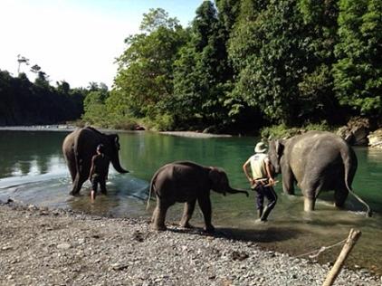 a group of elephants walking in the water at Indra Valley Inn Bukit Lawang in Bukit Lawang