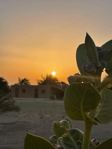 a sunset in the desert with a plant in the foreground at Qasr El Bagawat Hotel in ‘Ezbet Halfa