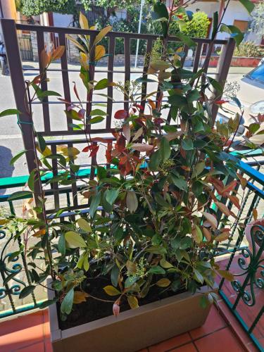 Κήπος έξω από το La Casina dei Limoni