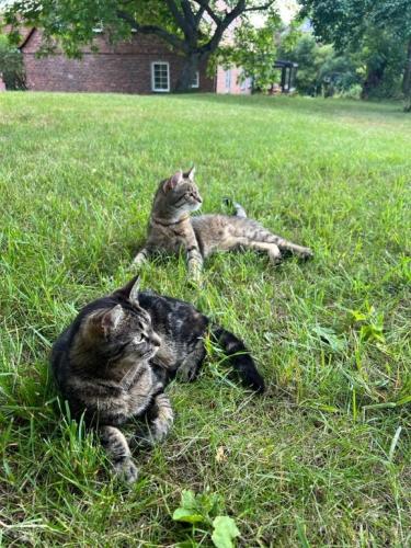 two cats laying in the grass in a field at Ruhige FeWo im Nussbaumhof - Komfort & historisches Ambiente in Plath