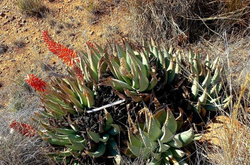a cactus plant in the middle of a field at Sonvanger Selfcatering in Orania