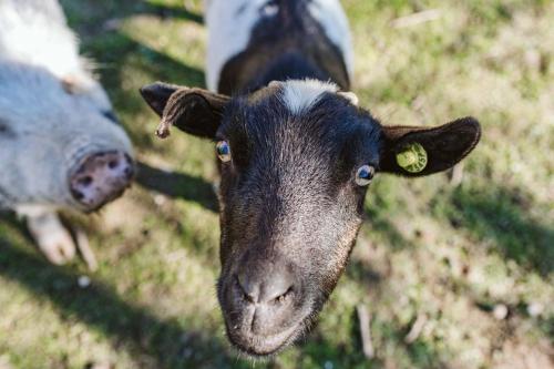 Altri animali domestici presso l'agriturismo o nei dintorni