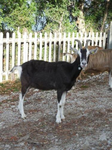 a black goat standing in front of a fence at Panoramic apartment on Monte Generoso in Castel San Pietro