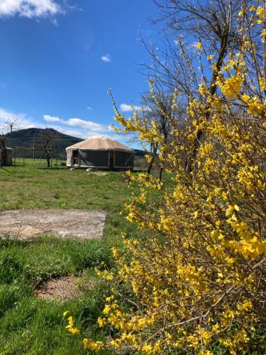 a yurt in the middle of a field with yellow flowers at Yourte tout confort éco-responsable in Saint-Pierre-Eynac