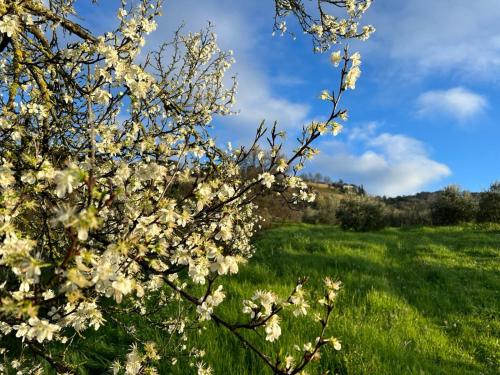 a tree with white flowers in a green field at CasalPiano in Orvieto