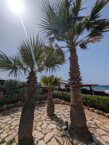 drei Palmen auf einem Steinweg nahe dem Strand in der Unterkunft Villa Baia di Cornino in Custonaci