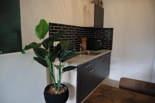 eine Küche mit einer Pflanze in einem Topf neben einer Spüle in der Unterkunft Knus appartement Tilburg in Tilburg
