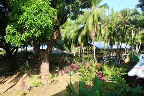 a garden with a palm tree and some plants at Life for Life Hostel Drake Bay Home of Sea Turtle Marine Conservation Project Osa Peninsula near San Josecito Beach in Drake