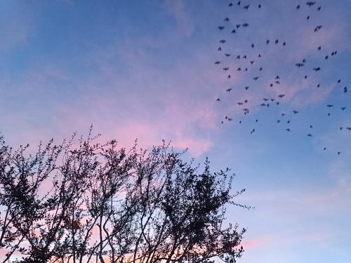 un troupeau d’oiseaux volant dans le ciel dans l'établissement Stefanelli Tropea Home, à Tropea