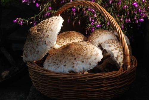 a basket full of mushrooms with purple flowers at Natura Apartamenty in Swaderki