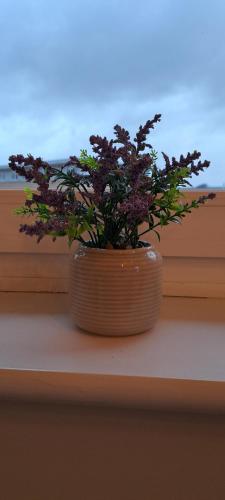 una planta en una olla sentada en un alféizar de la ventana en St Albans Apartment en Saint Albans