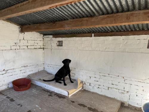 a black dog sitting on a mattress in a room at The Kennels in Hexham
