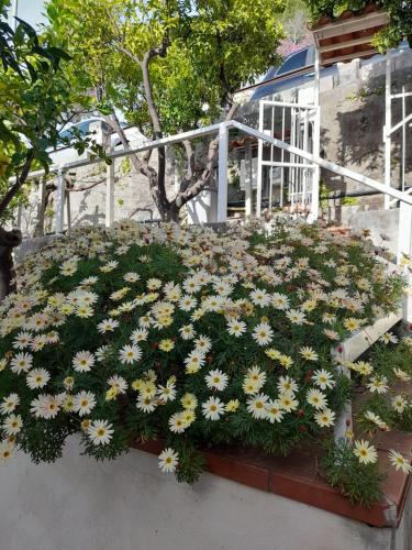 a bunch of daisies laying on the ground at Le Zagare b&b in Paola