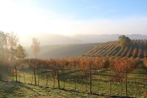 a view of a vineyard in the fall at Ferienhaus in Cisowa mit gemeinschaftlichem Pool, Garten und Grill und Panoramablick in Cisowa