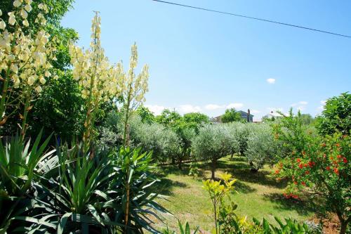 een tuin met olijfbomen en planten op een veld bij Ferienhaus in Rakalj mit Grill, Garten und Terrasse in Rakalj