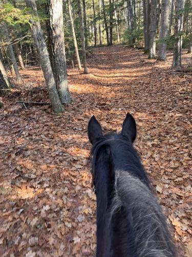 a person riding a horse in the woods at THE RIVER HOUSE LIMIT 6 home in Hiram