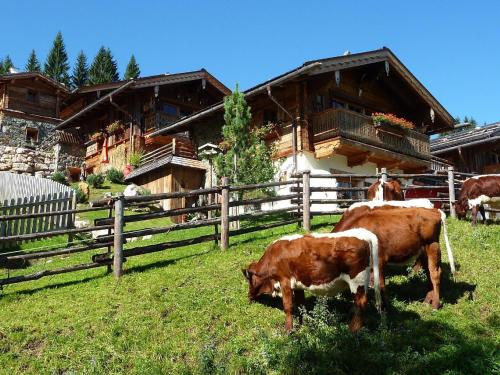 un groupe de vaches pacant dans un champ devant une maison dans l'établissement Ferienhaus im Almdorf in Flachau, à Flachau
