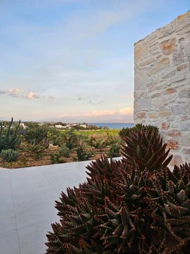 a succulent plant in front of a stone wall at Drios Hillhouse in Drios