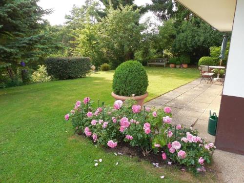 een tuin met roze rozen in een tuin bij Ferienwohnung im Haus direkt am Waldrand mit Terrasse und Garage in Volkmarsen