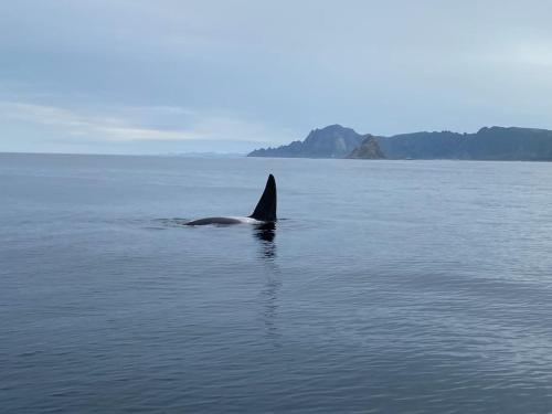 Imagen de la galería de Velkommen til «Trollheim», en Bleik