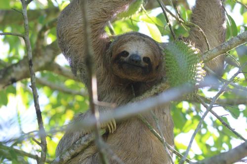 a three toed sloth hanging in a tree at Casa Torre Eco- Lodge in Fortuna
