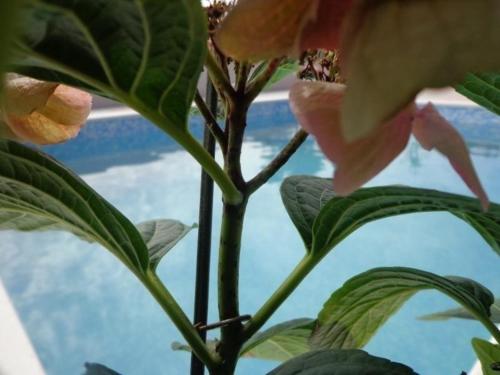 a plant with pink flowers on a window sill at Moderne und großzügige Ferienwohnung in freistehendem Neubau in ruhiger Lage mit Panoramablick in Kaštel