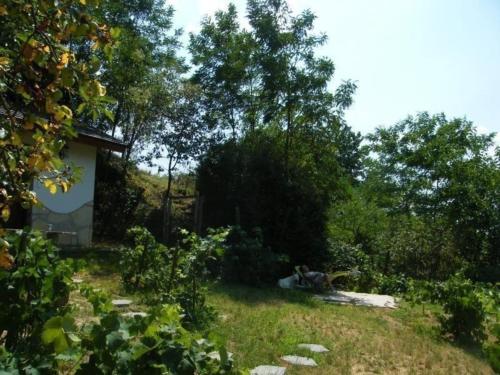 einen Garten mit einem Haus und einigen Bäumen und Gras in der Unterkunft Komfortables Ferienhaus in den Weinbergen, bei absolut ruhiger Lage - ideal zur Erholung in der Natur in Döbrököz
