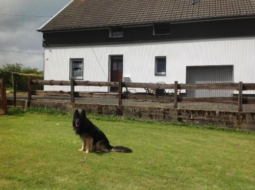 un perro negro sentado en el césped frente a una casa en Ferienhaus in Kalterherberg mit Terrasse, Grill und Garten - b48697, en Monschau