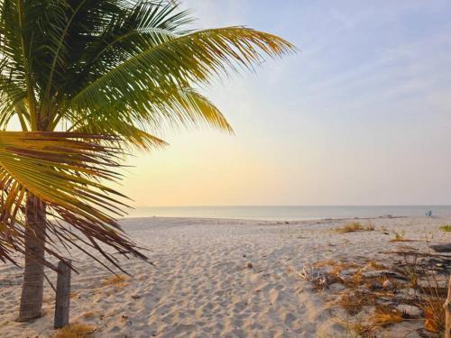 una palmera en una playa de arena con el océano en Años Dorados - Casa rústica a 200 mts de la Playa Punta Chame en Punta Chame