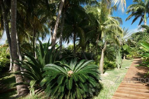 サン・フランソワにあるBungalow Pitayaの椰子の木が植わる熱帯庭園を通る木道
