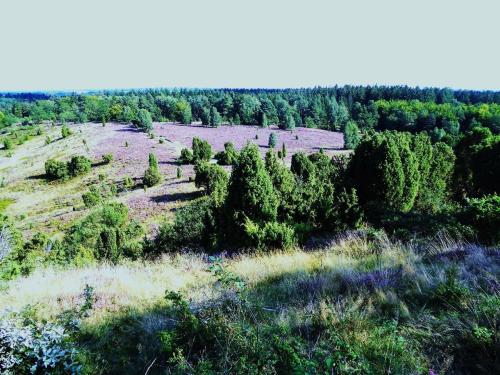 an aerial view of a field with trees at Gemütliche Ferienwohnung in Ebbingen mit Großem Garten in Walsrode