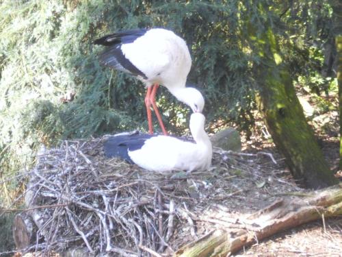 a couple of birds standing in a nest at Gemütliche Ferienwohnung in Ebbingen mit Großem Garten in Walsrode