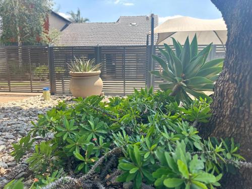 a garden with potted plants and a fence at 47 on Manson in Boksburg