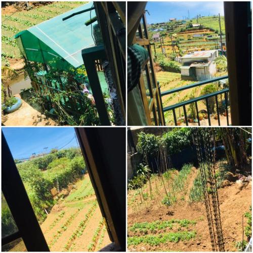a collage of pictures of a farm with a window at Mr Lexus in Nuwara Eliya