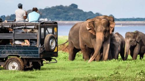 a group of people in a jeep watching elephants at Serene Park Hotel By Ark in Tissamaharama
